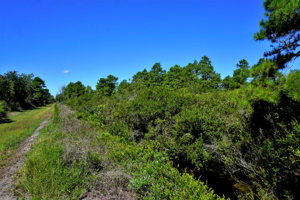 scene posocin Angola Bay Game Land ncwetlands KG (2)