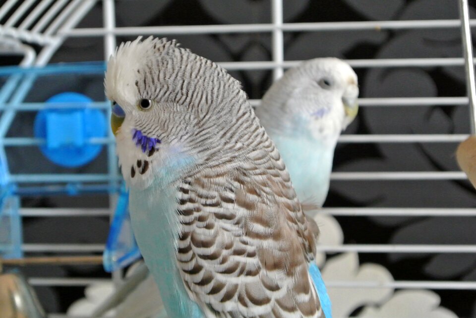 Feather parakeets pets