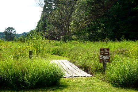 scene Lake Trail Lake Crabtree County Pk ncwetlands KG (5)