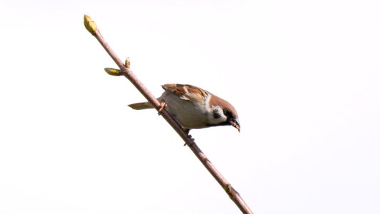 Ein Snack mit Crunch (Marienkäfer) für den Feldsperling