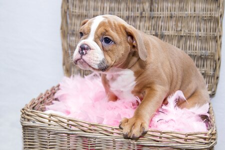 Dog sweet pet