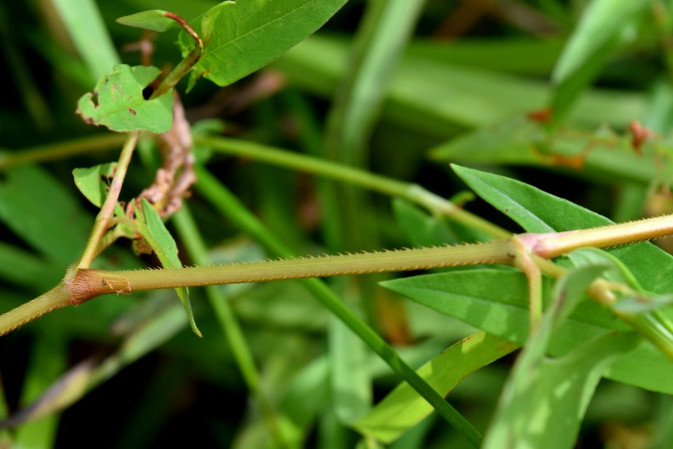 plant tearthumb Polygonum sagittatum The Park at Flat Rock ncwetlands AM