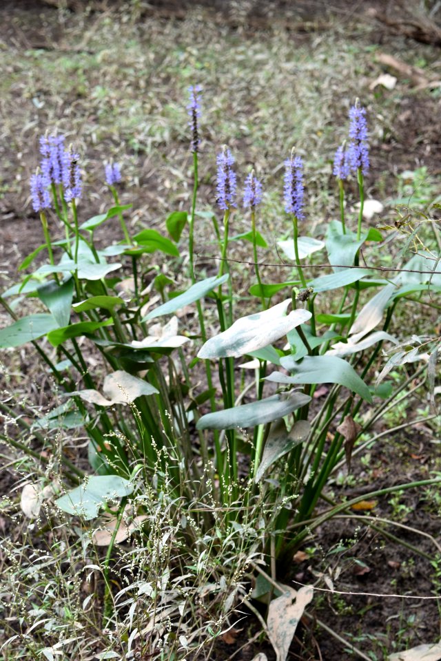 plant Pontederia Shelley Lake ncwetlands AM (13)
