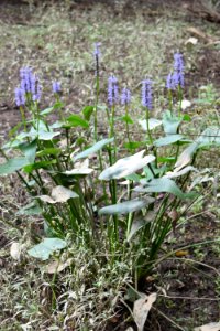 plant Pontederia Shelley Lake ncwetlands AM (13)