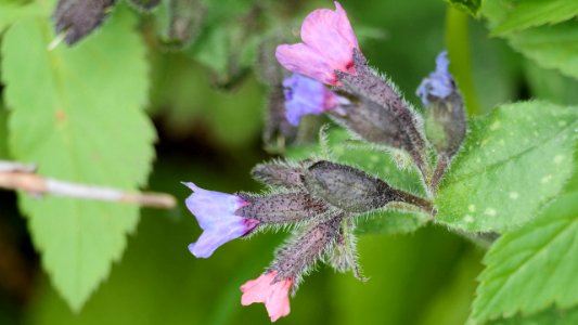 Weiches Lungenkraut (Pulmonaria mollissima)