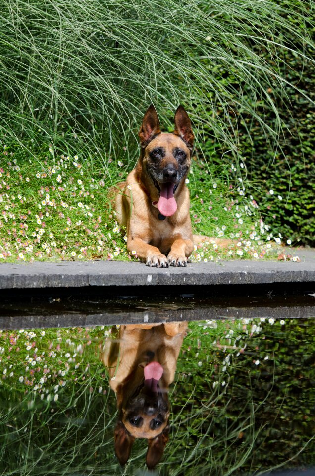 Summer belgian shepherd dog schäfer dog photo