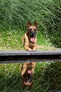 Summer belgian shepherd dog schäfer dog