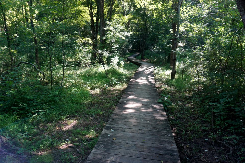 scene wetland Nat Greene Trail ncwetlands KG (1)