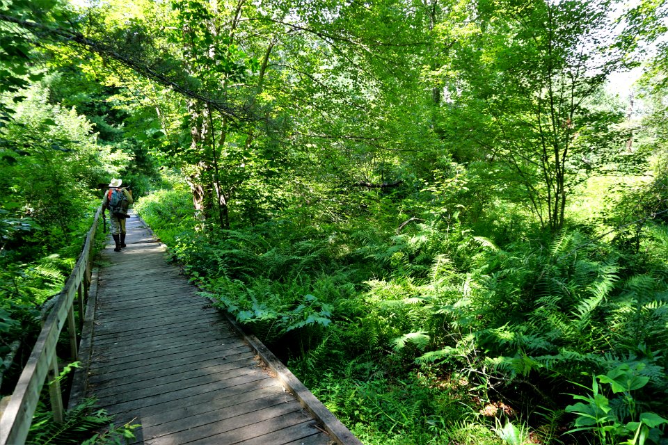 scene wetland trail Pink Beds Pisgah NF ncwetlands KG