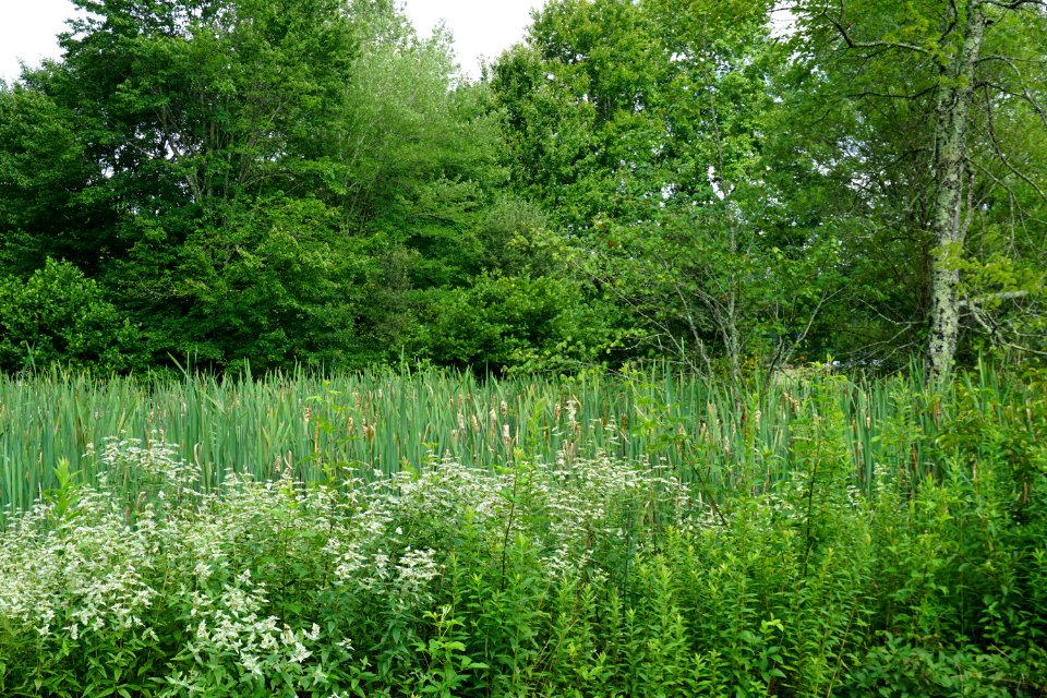 scene wetland Park at Flat Rock ncwetlands KG (3)