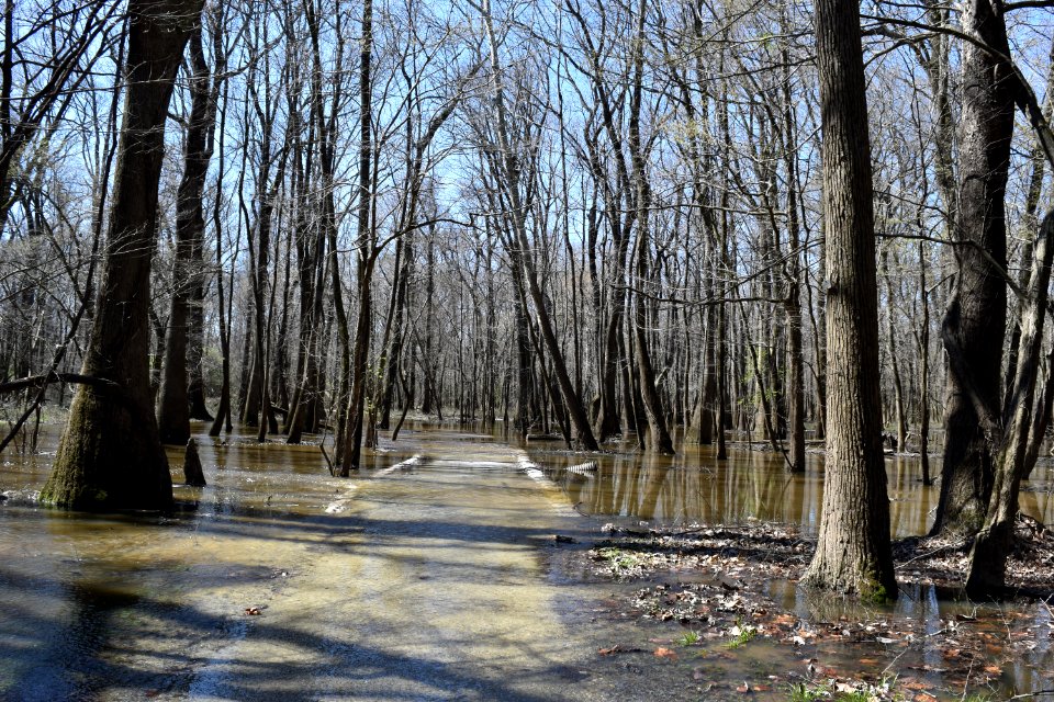 scene river park north ncwetlands AM (38)