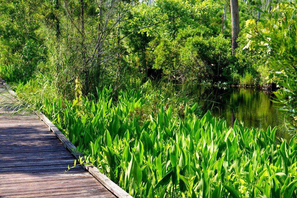 scene Sandy Ridge Trail Alligator River NWR ncwetlands KG (9)