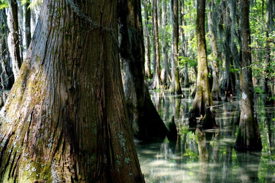 scene Moccasin Overlook Pettigrew State Park ncwetlands KG (15)