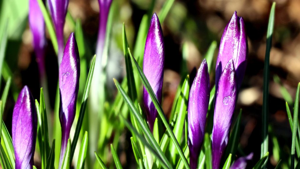 Krokus geschlossen violett photo