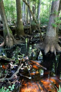 scene Lower Roanoke River Wetlands Gameland ncwetlands KG (7)
