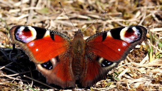 Inachis io (Tagpfauenauge)