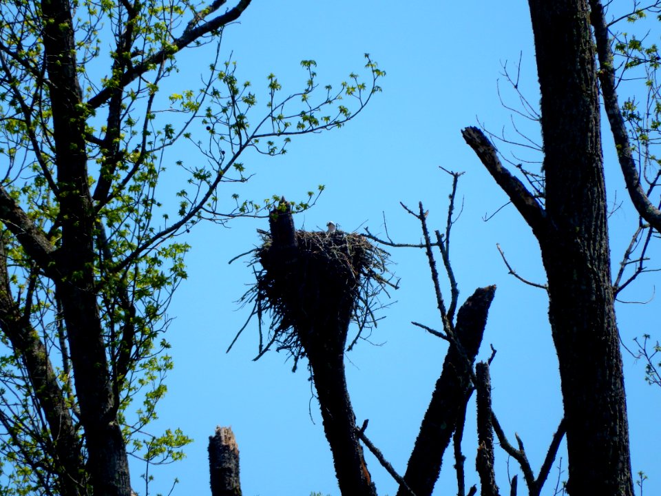 bird osprey nest jordan game land beaver crk ncwetlands KG (5)
