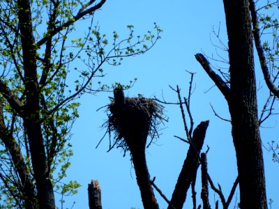 bird osprey nest jordan game land beaver crk ncwetlands KG (5)