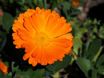 Flowers plant orange color photo