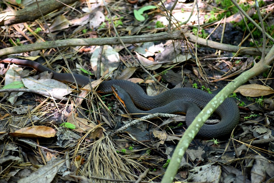 reptile red bellied water snake Pettigrew State Park ncwetlands am (118)