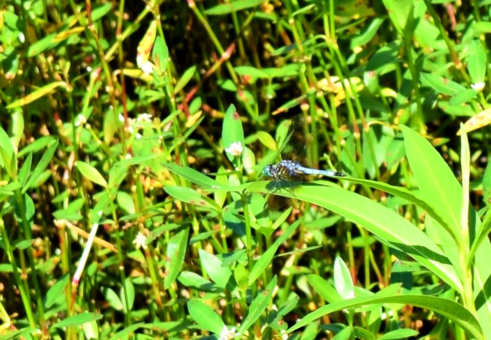invertebrate dragonfly sandy creek park ncwetlands AM