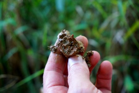 soil hydric wetland Nat Greene Trail ncwetlands KG