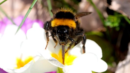 Bombus hortorum (Gartenhummel) Frontalportrait