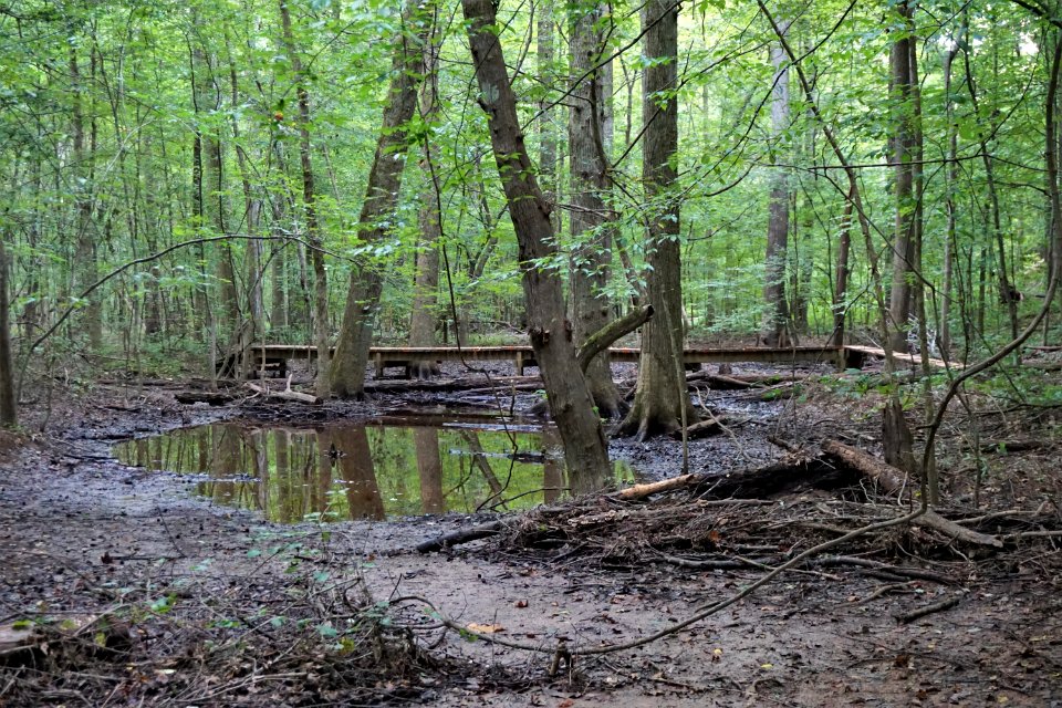 scene wetland swift creek bluffs ncwetlands KG (3)
