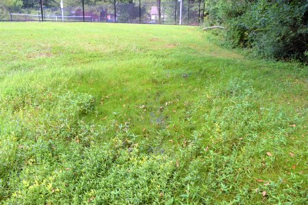 scene Elmira Ave Park ncwetlands AM (10)