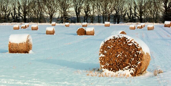 Bales winter landscape snow photo