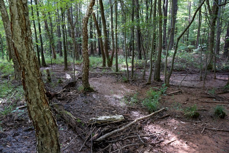 scene Old Beech Trail Lake Crabtree County Pk ncwetlands KG (1)