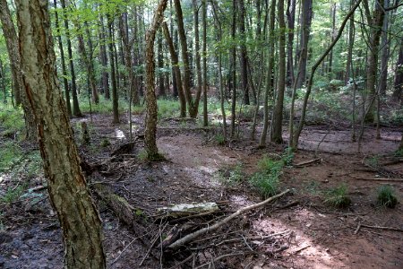 scene Old Beech Trail Lake Crabtree County Pk ncwetlands KG (1)