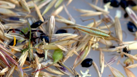 Stenodema laevigata Larvae