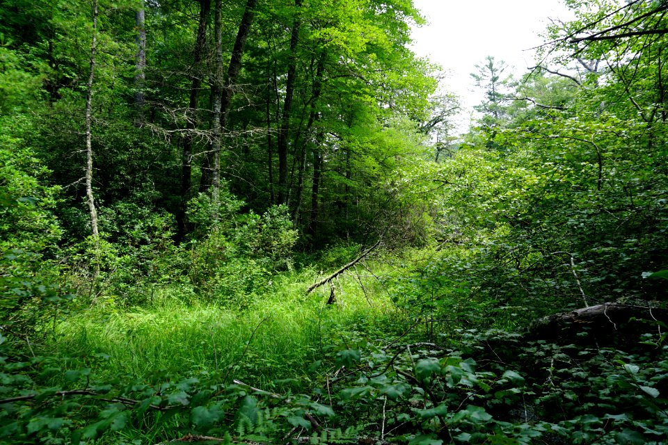 scene wetland Pink Beds Pisgah NF ncwetlands KG (21)