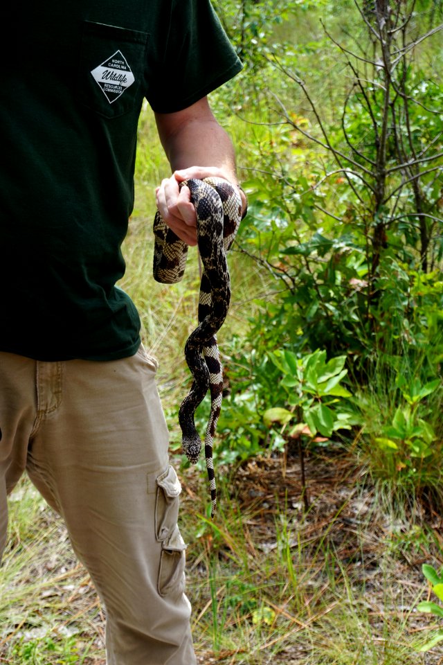 reptile pine snake Sandhills Game Lands ncwetlands KG