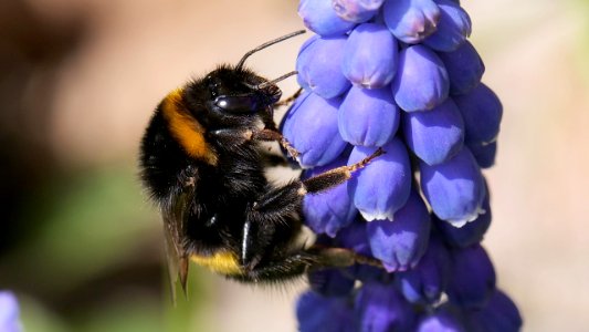 Bombus terrestris (Dunkle Erdhummel)  an Traubenhyazinthe
