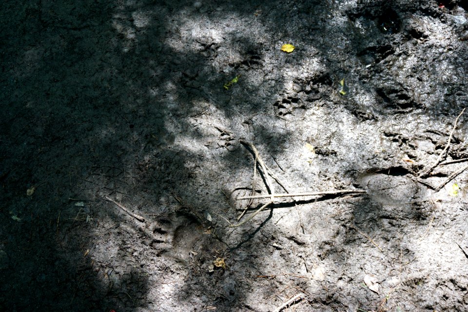 mammal bear and dog tracks Pink Beds Pisgah NF ncwetlands KG