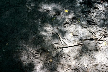 mammal bear and dog tracks Pink Beds Pisgah NF ncwetlands KG