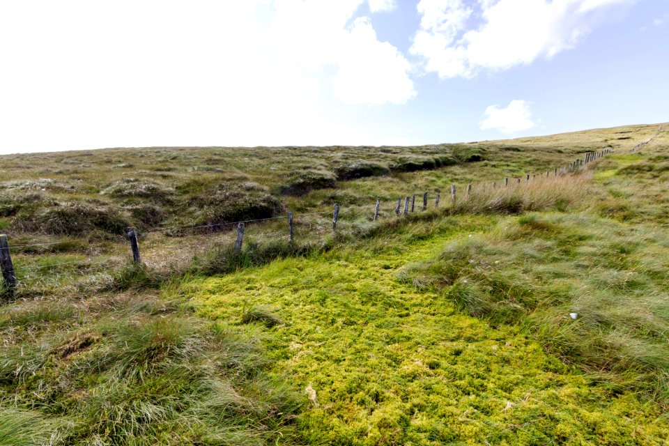 Sphagnum moss on Sperrins