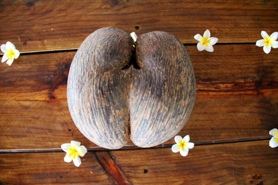 Coconut tree tropical coco de mer