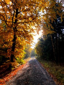Autumn in its full glory