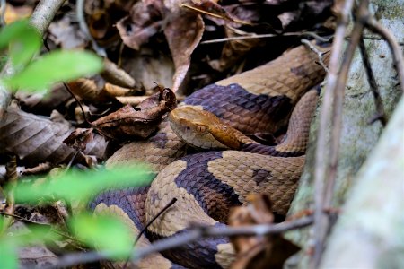 reptile copperhead Sandy Creek Gameland ncwetlands KG (3)