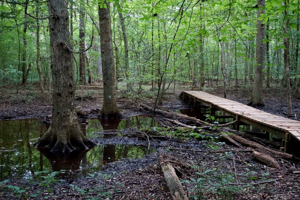 scene wetland swift creek bluffs ncwetlands KG (4)