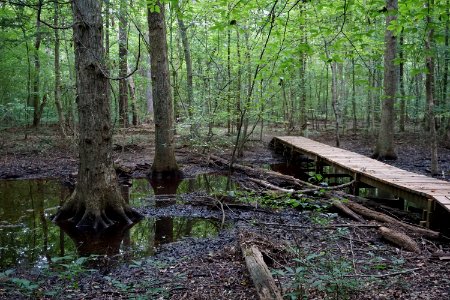 scene wetland swift creek bluffs ncwetlands KG (4)