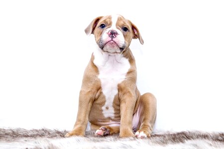 Dog sweet pet