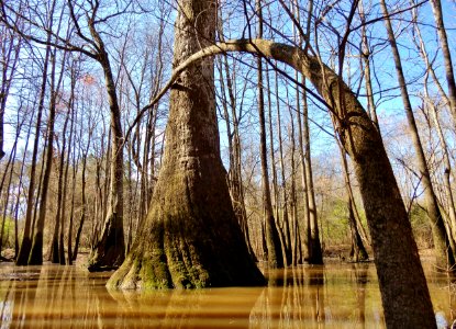 scene Beech St Greenway ncwetlands KG (24)