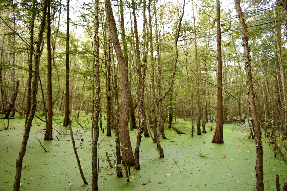 scene powell park ncwetlands AM (5)