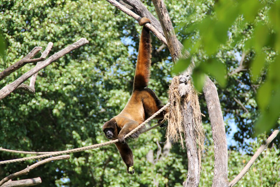 Animal wildlife wild