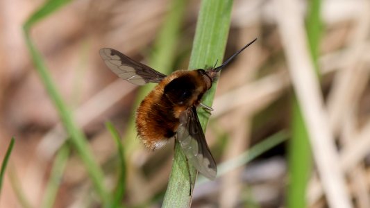 Bombylius major (Großer Wollschweber ♂)