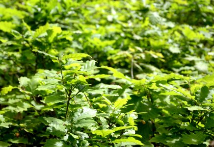 An oak jungle photo